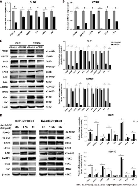 Forkhead Box Q Promotes Invasion And Metastasis In Colorectal Cancer