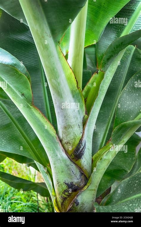 Banana Tree Stem and Leafs base Stock Photo - Alamy