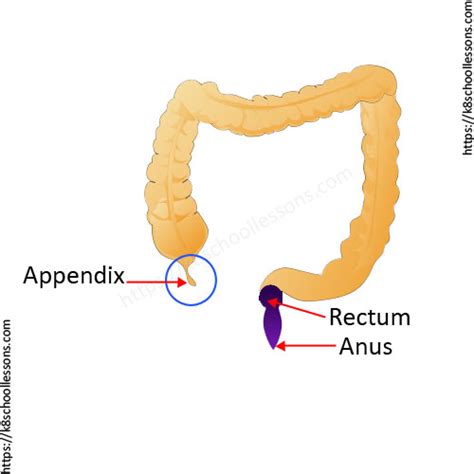 Function Of Anus Telegraph