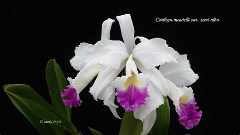 Cattleya Mendelii Var Semi Alba Bodenseeperle BM B Flickr