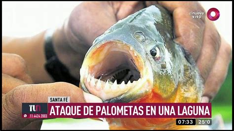 Ataque De Palometas En Una Laguna De Santa Fe Youtube