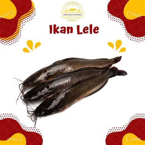 Jual Ikan Lele Fresh Hidup Kg Shopee Indonesia