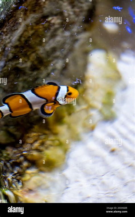 Poisson Clown Percula Banque De Photographies Et Dimages Haute