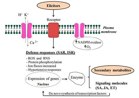 General Mechanism After Elicitor Perception Abbreviations SAR