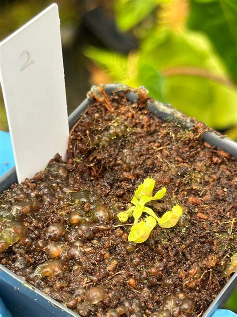 Nepenthes Bongso X Villosa Seed Grown