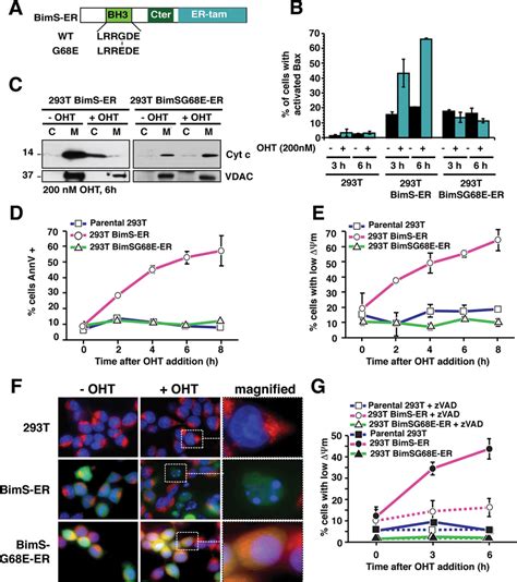 Bims Er Activation Induced The Mitochondrial Pathway Of Apoptosis