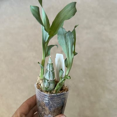 Phal. Tzu Chiang Chrisna, Fragrant Smell Like Roses - Etsy