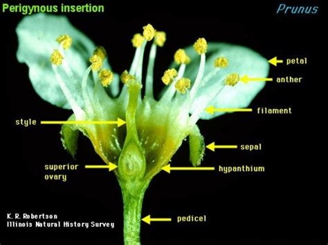 Flower Morphology 2 Updated