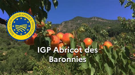 La dénomination Abricot des Baronnies enregistrée en IGP YouTube