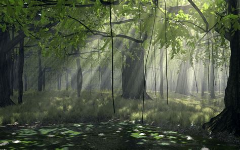 Nature Forest Wallpaper - WallpaperSafari