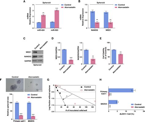 Microrna Dependent Inhibition Of Wee Controls Cancer Stem Like