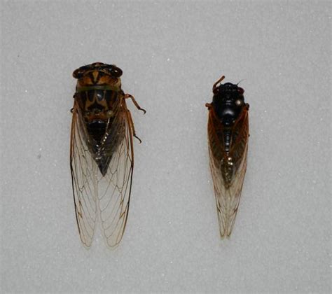 Annual Left And Periodical Right Cicada