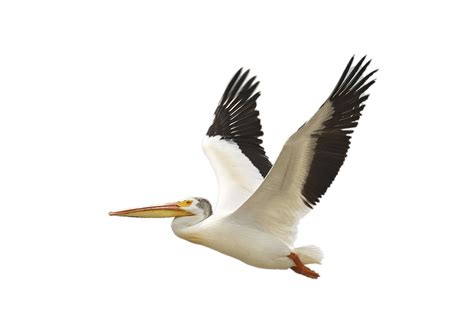 Pelican PNG images free download