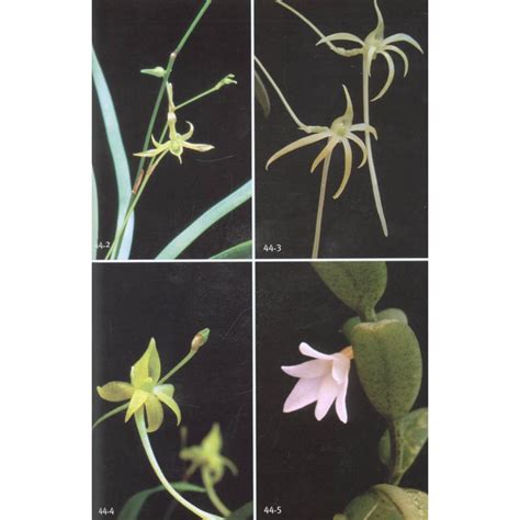 Field Guide To The Orchids Of Madagascar Veldshop Nl