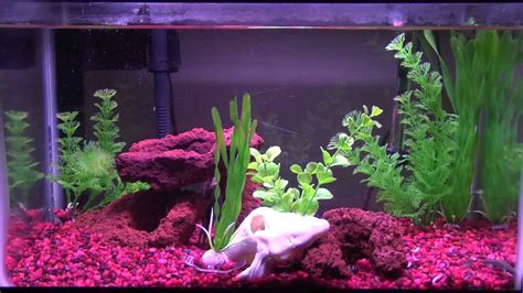 Fish Tank Time Lapse African Dwarf Frogs Youtube