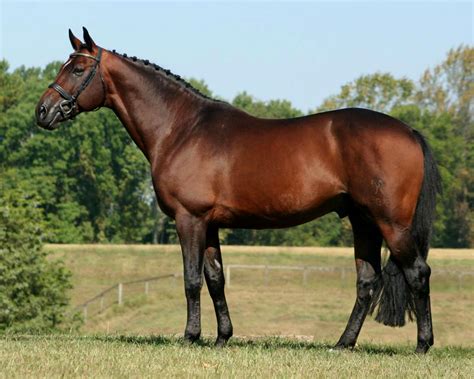 Animals Hanoverian Horse