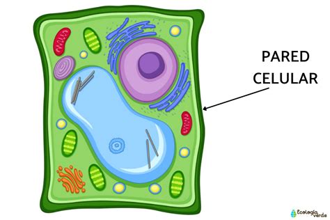 Pared Celular Qué Es Función Y Estructura Resumen