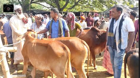 আজ শুক্রবার ৪ নভেম্বর চুয়াডাঙ্গার খামারী কি দামে খামার উপযুক্ত