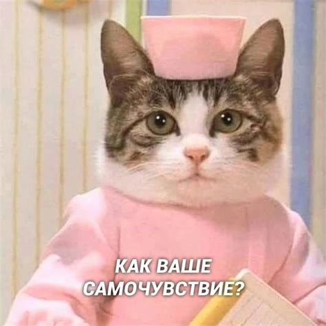 Pin by Alita Ellin on Мемы | Cute memes, Hello memes, Cat and dog memes