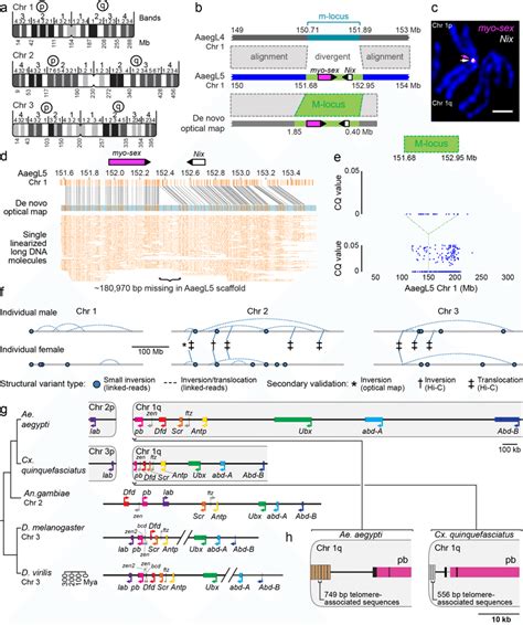 Application Of AaegL5 To Resolve The Sex Determining Locus And The