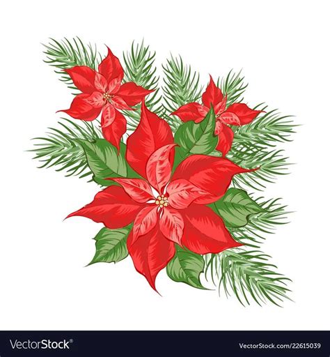 Composition Of Red Poinsettia Flower Isolated Over Vector Image