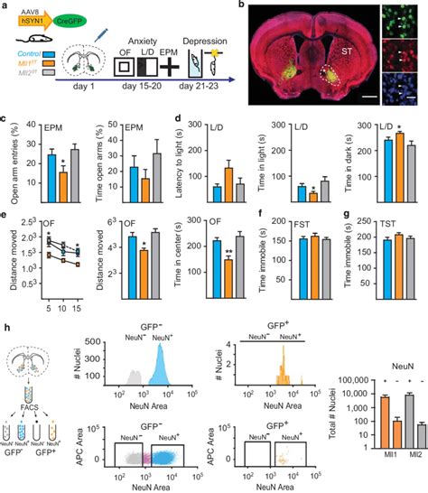 Neuronal Mll1 Deletion In The Adult Ventral Striatum Affects Download Scientific Diagram