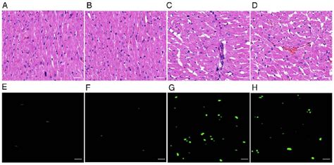 Figure 2 From Ginsenoside Rg3 Alleviates Inflammation In A Rat Model Of