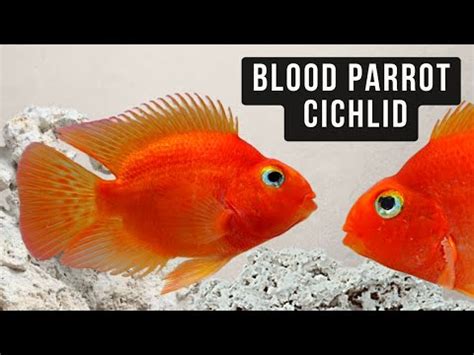 Blood Red Parrot Cichlid Complete Guide To Care Breeding Tank Size