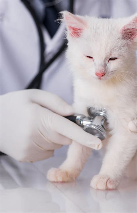 Services The Vet Whitehaven Call Us On 01946 878108