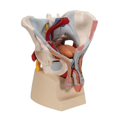 Male Pelvis Skeleton Model With Ligaments Vessels Nerves Pelvic