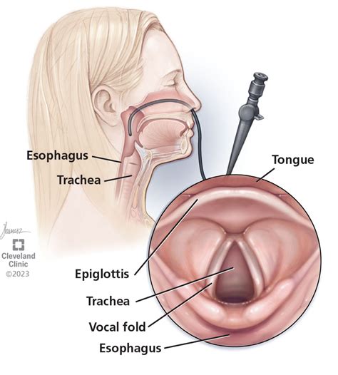 Vocal Cords Anatomy