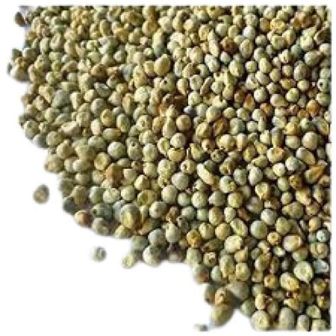 Pure Indian Origin Common Cultivated Dried Green Millet Crop Year