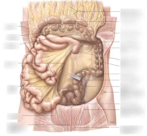 Abdomen - Reflected Greater Omentum Diagram | Quizlet