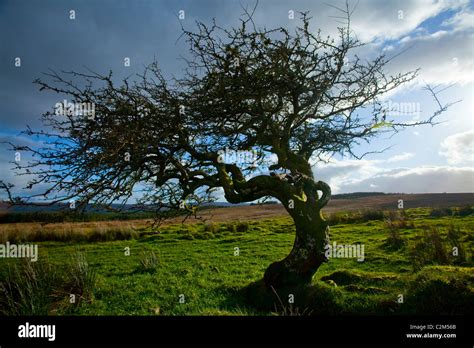 Hawthorn Tree May Or Hawthorn Tree In Full Blossom Crataegus Monogyna