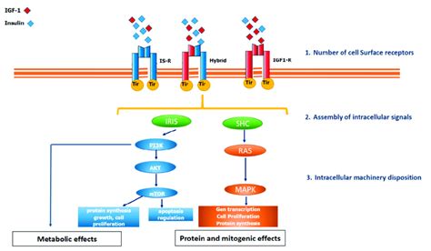 IGF 1 Receptor Insulin Receptor And Hybrid Receptor The Insulin