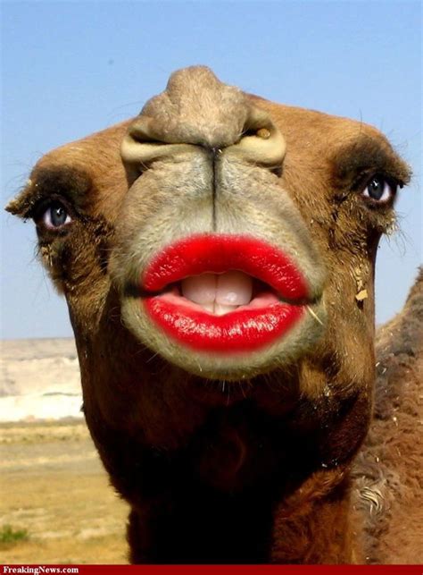 Funny Pictures Of Camels Lips Are Art Or Are For Kissing Page 3 Facebook Pinterest