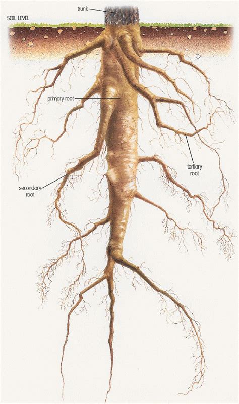 Tap root | Tree leaf identification, Plant nutrients, Taproot