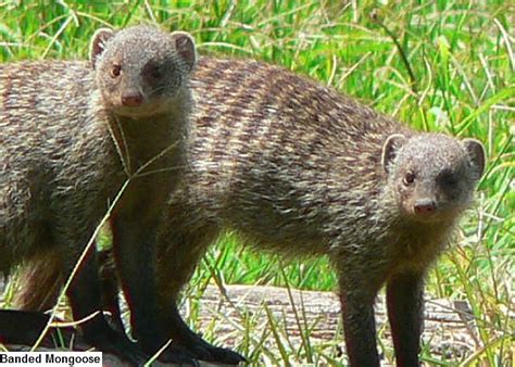 Mongoose Facts Animal Facts Encyclopedia