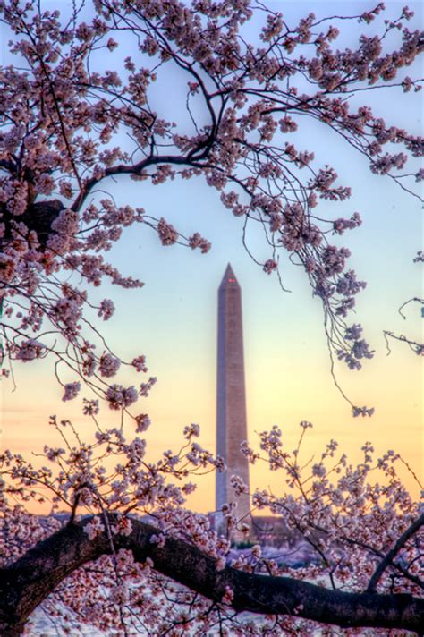 Cherry Blossoms and the Washington Monument