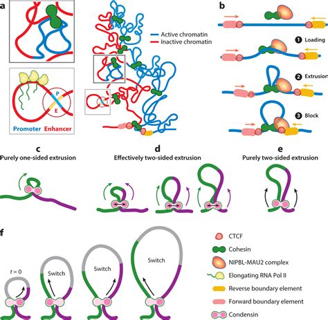 Spatial Organization Of Chromatin Emergence Of Chromatin Structure