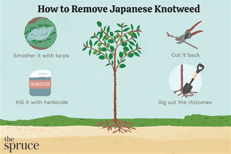 How To Get Rid Of Japanese Knotweed