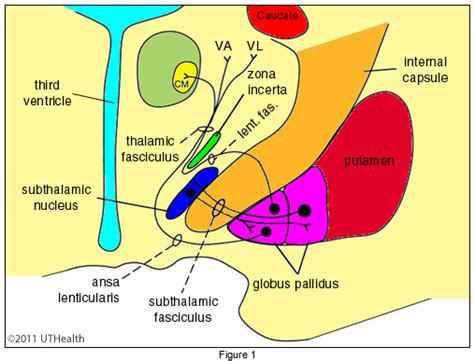 Components Of Basal Ganglia