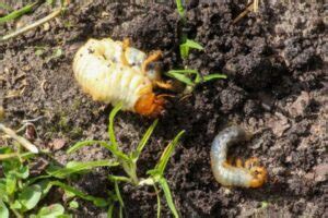 Using Beneficial Nematodes For Grub Control Efi