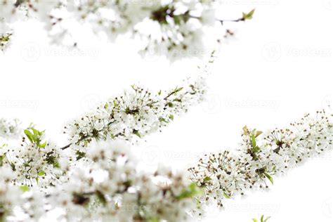 White wild cherry blossom branch, nature background 11974891 Stock ...