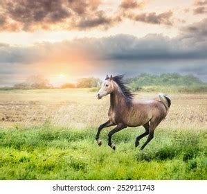 13,797 Running Horse Sunset Images, Stock Photos & Vectors | Shutterstock