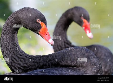 Two Black Swans Hi Res Stock Photography And Images Alamy