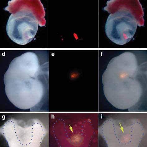 Distribution Of Dii Labeling Cells In Cultured Mouse Embryos Lateral