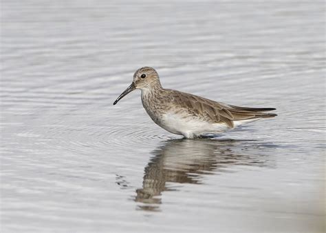 Playero Zarapito X Pectoral H Brido Ebird