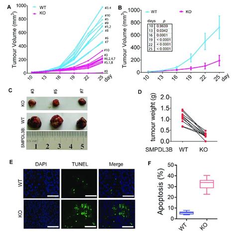 Knockdown Of Smpdl B Expression Suppressed The Growth Of Aml