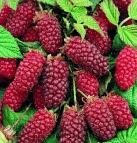 Tayberry Fruit Plants Pack of 3 Supplied in 3L Pots: Amazon.co.uk ...